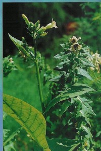hyosciamus-niger-henbane Jusquiame plante de sorcière