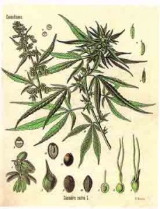 cannabis-male-et-femelle