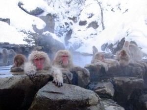 singes en bain d'eau chaude