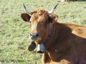vache face