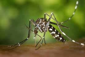 Moustique Zika en action